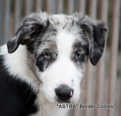 Blue merle Male, border collie puppy